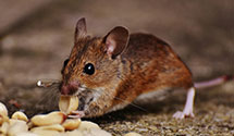 24 Hour & Emergency Exterminators in Shawnee, WY